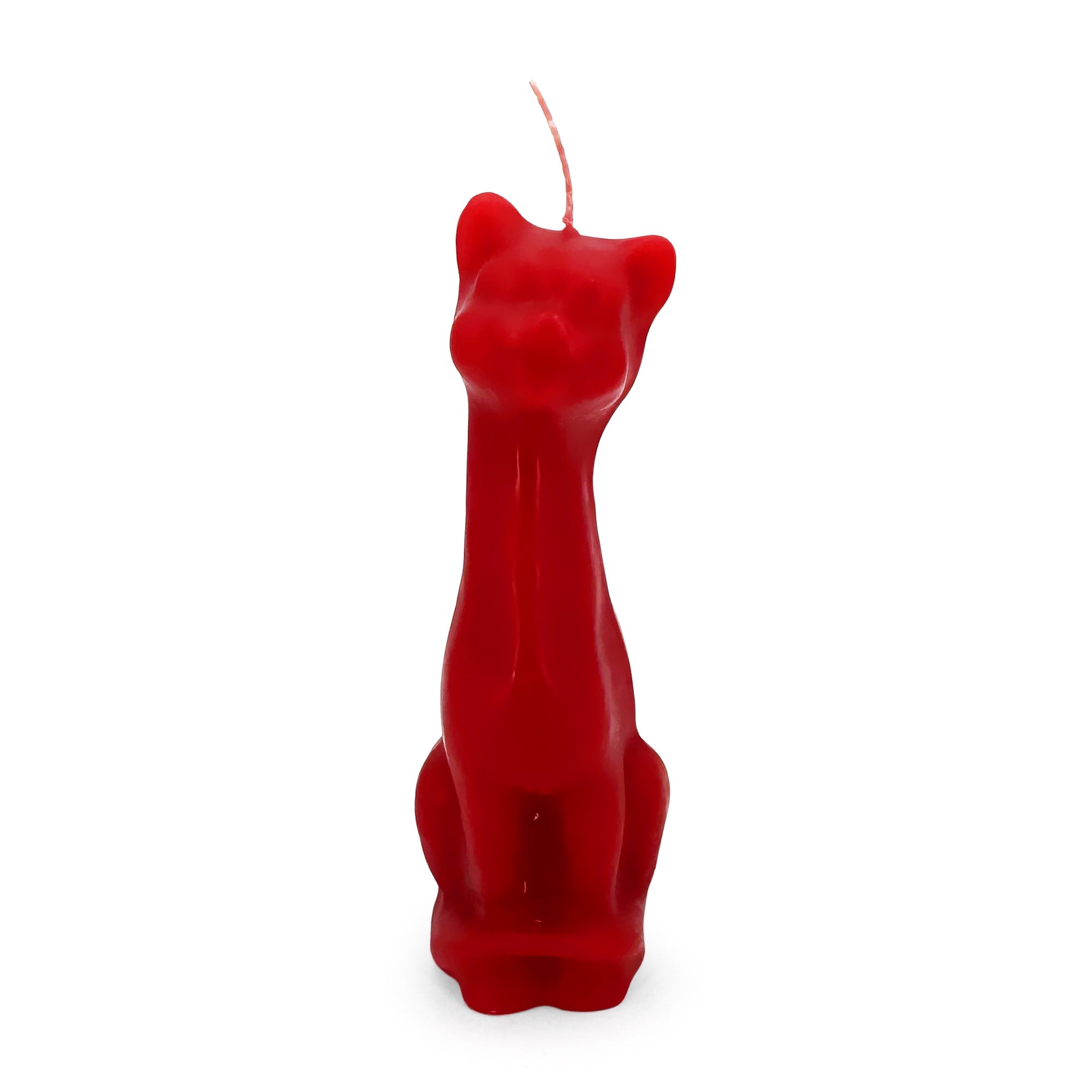 Cat / Gato