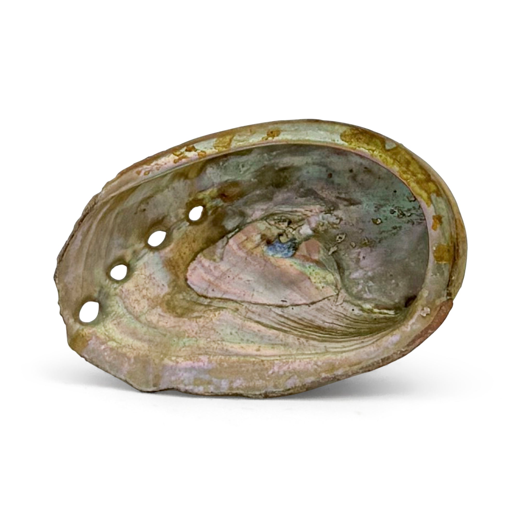 Abalone Shell Burner