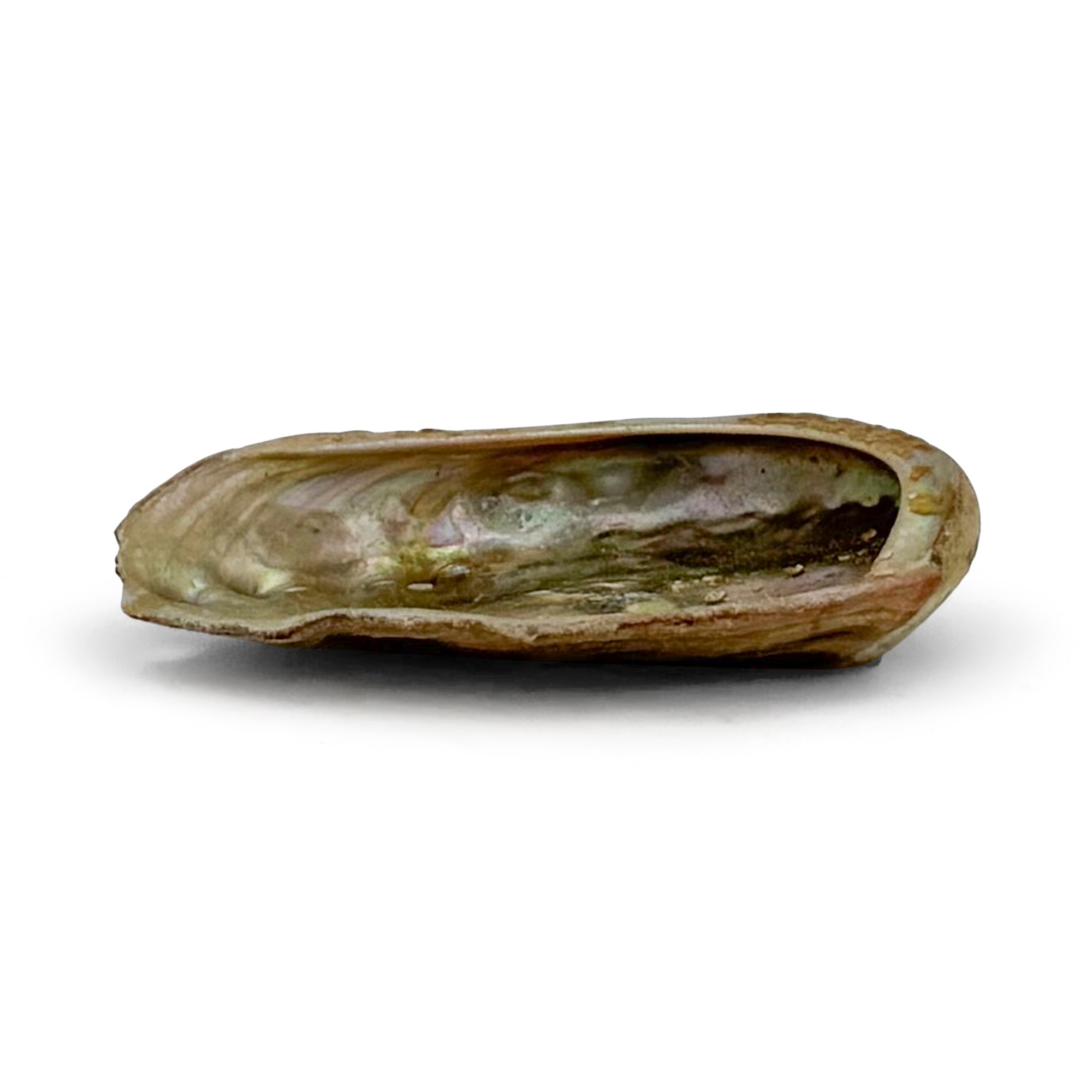 Abalone Shell Burner
