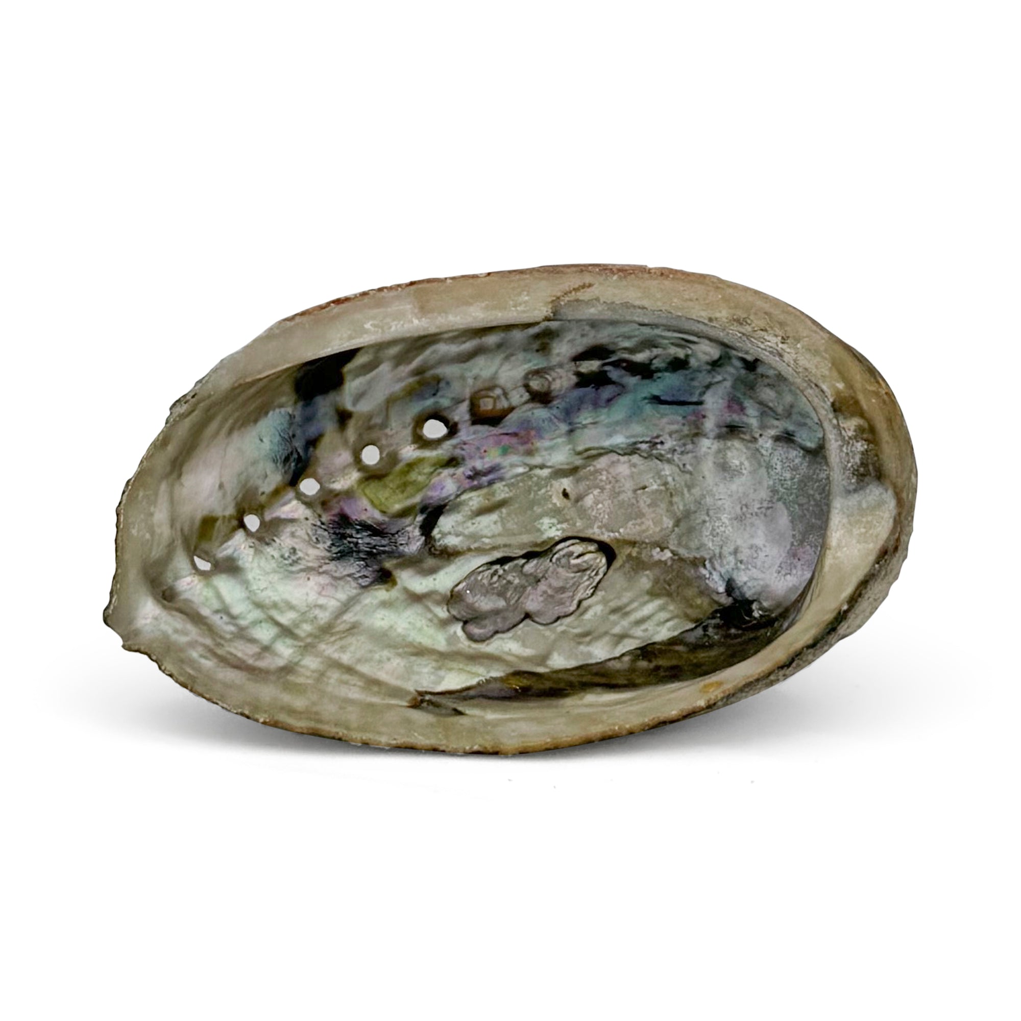 Abalone Shell Burner