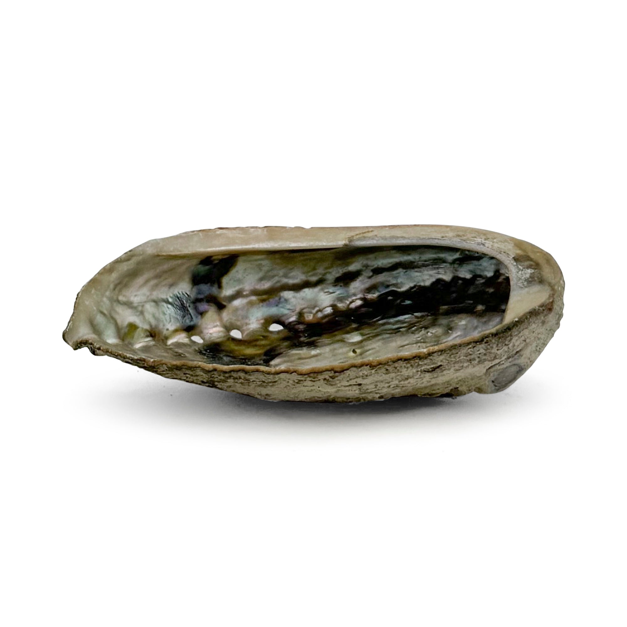 Abalone Shell Burner